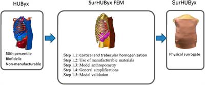 A new biomechanical FE model for blunt thoracic impact